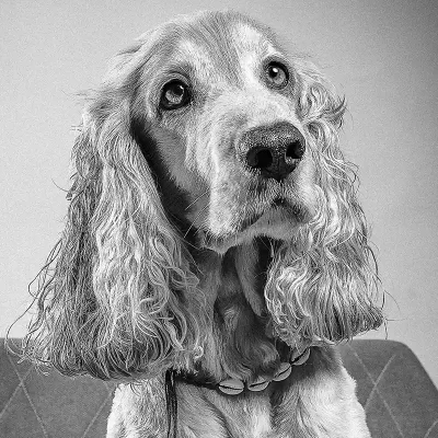 louie-sweetman-pawralegal Portrait of Louie Sweetman - Emotional support dog and pawralegal